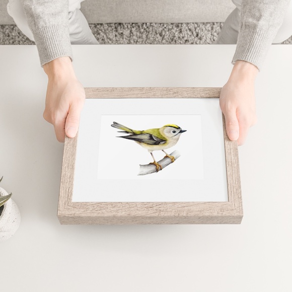 Yellow Crowned Kinglet Bird Wall Art Watercolor Illustration Print Unframed - Picture 5 of 5